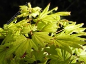 Acer shirasawanum 'Aureum' 